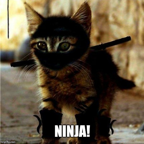Ninja Cat | NINJA! | image tagged in ninja cat | made w/ Imgflip meme maker