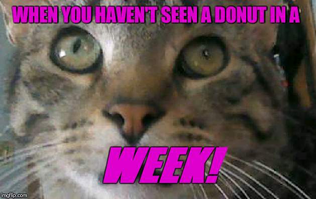 Donut Cat | WHEN YOU HAVEN'T SEEN A DONUT IN A; WEEK! | image tagged in donut cat | made w/ Imgflip meme maker