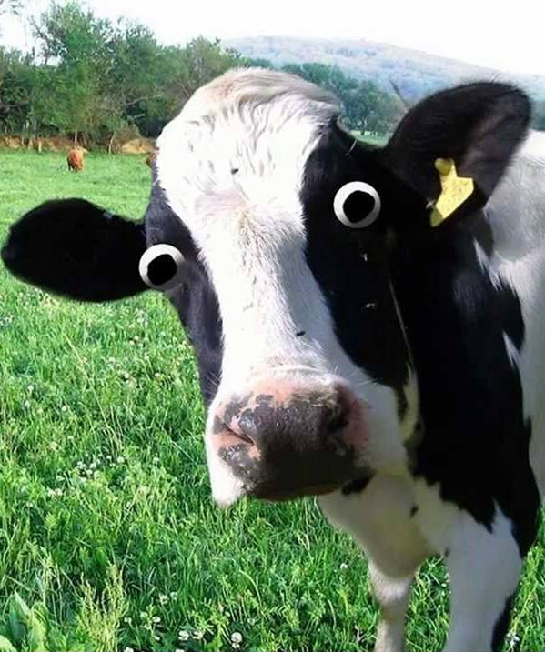 High Quality Cow Blank Meme Template