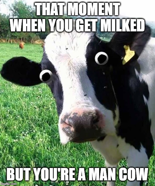 Cow | THAT MOMENT WHEN YOU GET MILKED; BUT YOU'RE A MAN COW | image tagged in cow,cows | made w/ Imgflip meme maker