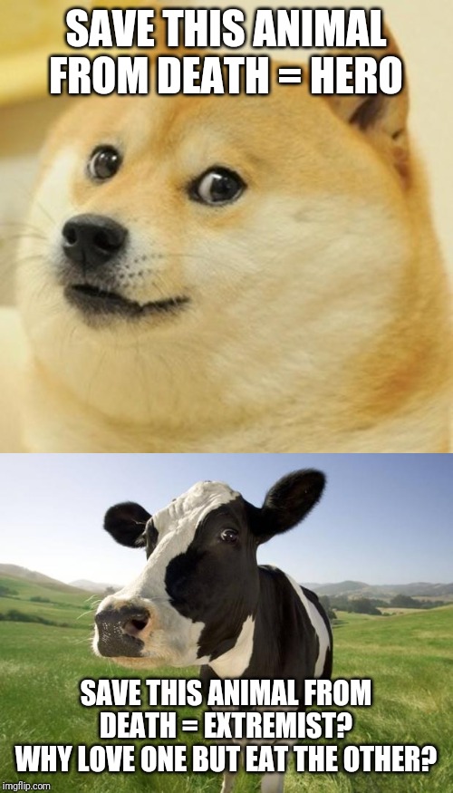 SAVE THIS ANIMAL FROM DEATH = HERO; SAVE THIS ANIMAL FROM DEATH = EXTREMIST?
WHY LOVE ONE BUT EAT THE OTHER? | image tagged in memes,doge,cow | made w/ Imgflip meme maker