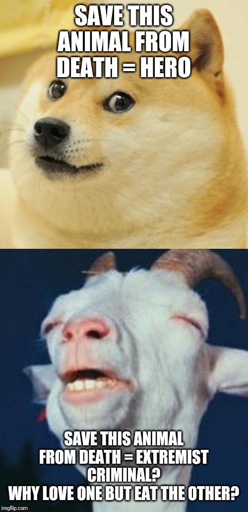 SAVE THIS ANIMAL FROM DEATH = HERO; SAVE THIS ANIMAL FROM DEATH = EXTREMIST CRIMINAL?
WHY LOVE ONE BUT EAT THE OTHER? | image tagged in goat,memes,doge | made w/ Imgflip meme maker