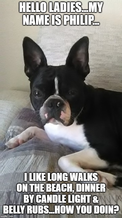 lippy the boston | HELLO LADIES...MY NAME IS PHILIP... I LIKE LONG WALKS ON THE BEACH, DINNER BY CANDLE LIGHT & BELLY RUBS...HOW YOU DOIN? | image tagged in boston terrier | made w/ Imgflip meme maker