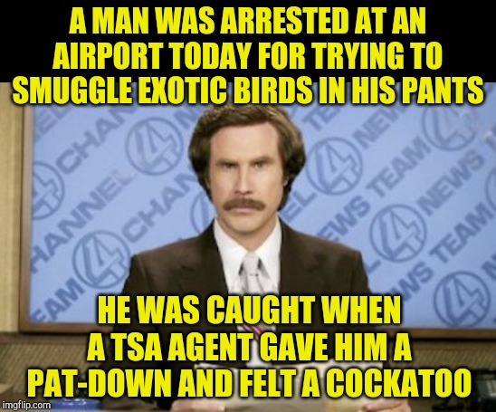 Ron Burgundy | A MAN WAS ARRESTED AT AN AIRPORT TODAY FOR TRYING TO SMUGGLE EXOTIC BIRDS IN HIS PANTS; HE WAS CAUGHT WHEN A TSA AGENT GAVE HIM A PAT-DOWN AND FELT A COCKATOO | image tagged in memes,ron burgundy,jbmemegeek,bad puns,cockatoo | made w/ Imgflip meme maker