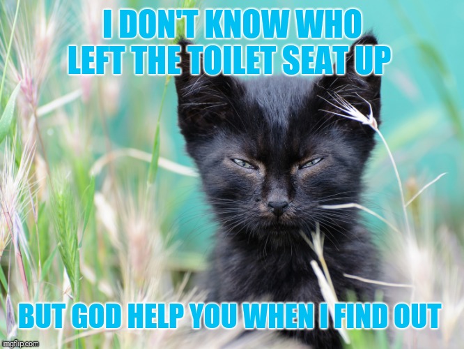 I DON'T KNOW WHO LEFT THE TOILET SEAT UP; BUT GOD HELP YOU WHEN I FIND OUT | image tagged in pet peeve,furious kitten | made w/ Imgflip meme maker