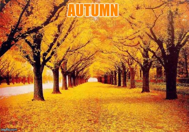 Autumn trees | AUTUMN | image tagged in autumn trees | made w/ Imgflip meme maker