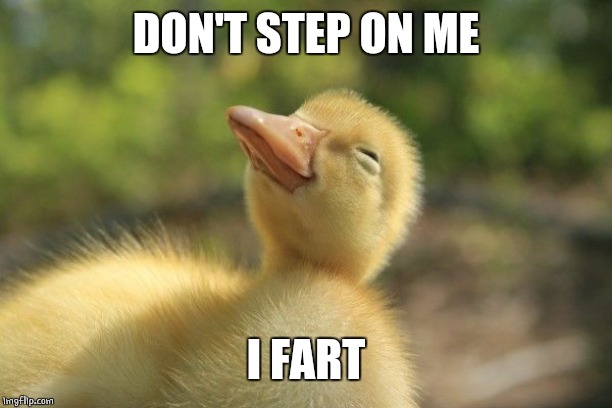 SLEEPY DUCKLING | DON'T STEP ON ME I FART | image tagged in sleepy duckling | made w/ Imgflip meme maker