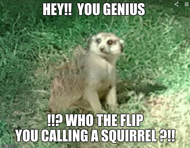 meerkat | HEY!!  YOU GENIUS; !!? WHO THE FLIP YOU CALLING A SQUIRREL ?!! | image tagged in funny,funny memes | made w/ Imgflip meme maker