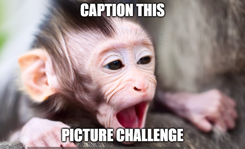 CAPTION THIS; PICTURE CHALLENGE | image tagged in caption this,monkey,caption this picture | made w/ Imgflip meme maker