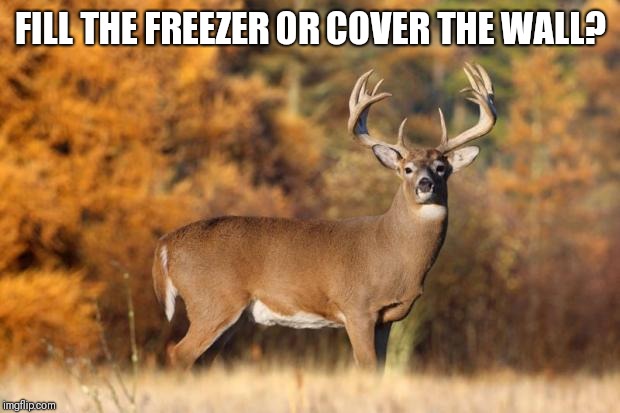 whitetail deer | FILL THE FREEZER OR COVER THE WALL? | image tagged in whitetail deer | made w/ Imgflip meme maker