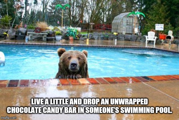 Pool Bear | LIVE A LITTLE AND DROP AN UNWRAPPED CHOCOLATE CANDY BAR IN SOMEONE’S SWIMMING POOL. | image tagged in pool bear | made w/ Imgflip meme maker