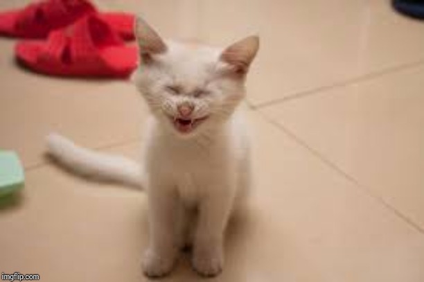 LMFAO CAT | image tagged in lmfao cat | made w/ Imgflip meme maker