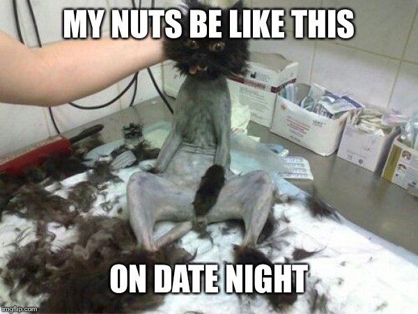 bald cat | MY NUTS BE LIKE THIS; ON DATE NIGHT | image tagged in bald cat | made w/ Imgflip meme maker