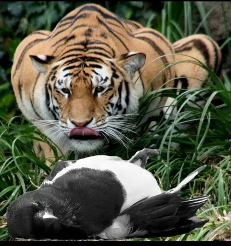 High Quality Tiger eating magpie Blank Meme Template