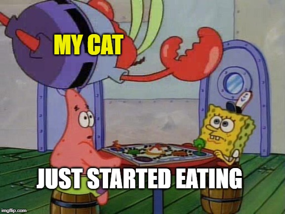Mr. Krabs jump | MY CAT; JUST STARTED EATING | image tagged in mr krabs jump,cats,funny,facts | made w/ Imgflip meme maker