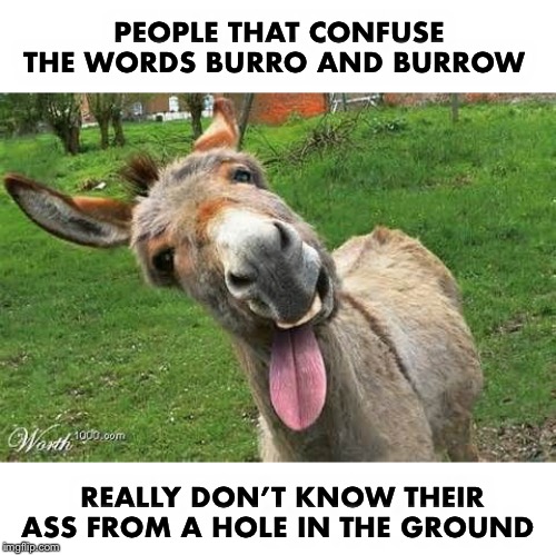 Bad Pun Friday | PEOPLE THAT CONFUSE THE WORDS BURRO AND BURROW; REALLY DON’T KNOW THEIR ASS FROM A HOLE IN THE GROUND | image tagged in laughing donkey | made w/ Imgflip meme maker