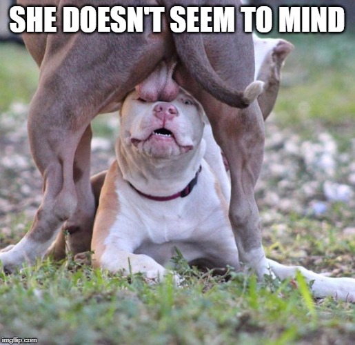 Dog Balls | SHE DOESN'T SEEM TO MIND | image tagged in dog balls | made w/ Imgflip meme maker