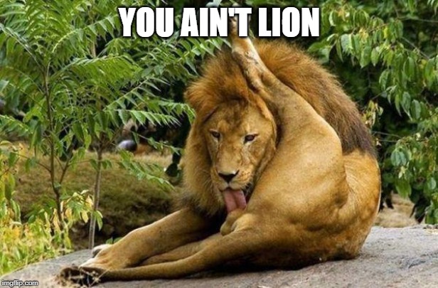 lion licking balls | YOU AIN'T LION | image tagged in lion licking balls | made w/ Imgflip meme maker