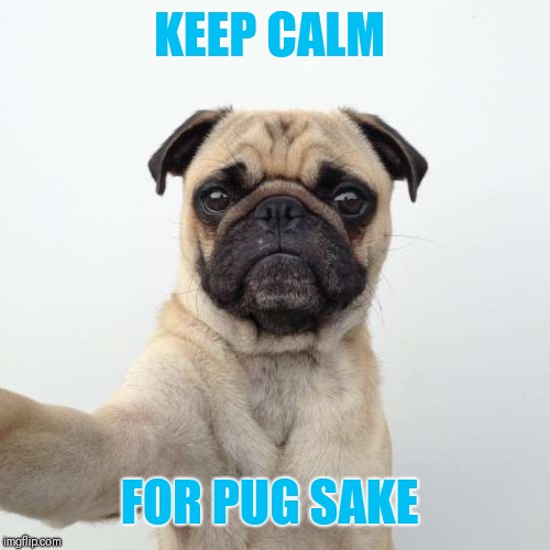 KEEP CALM; FOR PUG SAKE | made w/ Imgflip meme maker