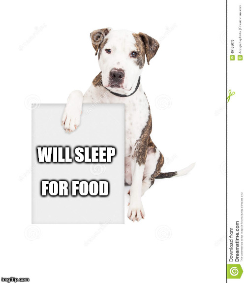 Will Sleep For Food | FOR FOOD; WILL SLEEP | image tagged in sleep,dog,food,funny | made w/ Imgflip meme maker