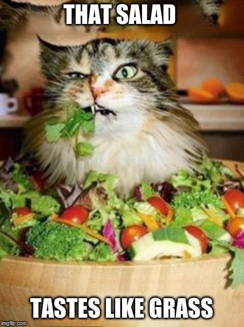 salad-cat | THAT SALAD TASTES LIKE GRASS | image tagged in salad-cat | made w/ Imgflip meme maker