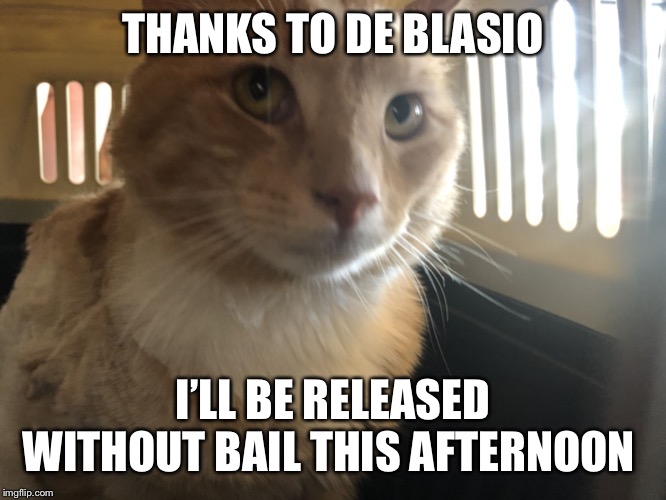 Cats | THANKS TO DE BLASIO; I’LL BE RELEASED WITHOUT BAIL THIS AFTERNOON | image tagged in cats | made w/ Imgflip meme maker