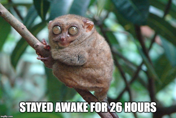 Caffeinated Tarsier | STAYED AWAKE FOR 26 HOURS | image tagged in caffeinated tarsier | made w/ Imgflip meme maker
