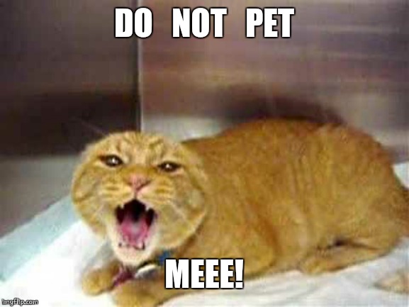 NO! | DO   NOT   PET; MEEE! | image tagged in evil cat,cats | made w/ Imgflip meme maker