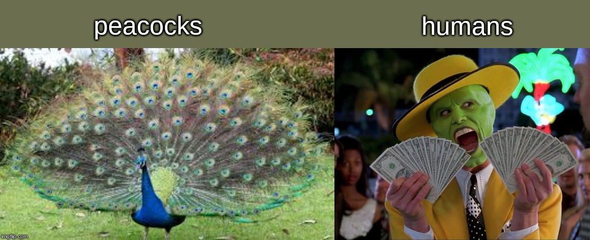 when attracting females . . . . | peacocks; humans | image tagged in memes,money money | made w/ Imgflip meme maker