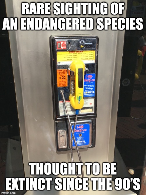 Saw this TODAY |  RARE SIGHTING OF AN ENDANGERED SPECIES; THOUGHT TO BE EXTINCT SINCE THE 90’S | image tagged in phone,90's | made w/ Imgflip meme maker