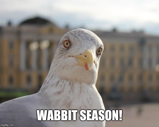 Arrogant seagull | WABBIT SEASON! | image tagged in arrogant seagull | made w/ Imgflip meme maker