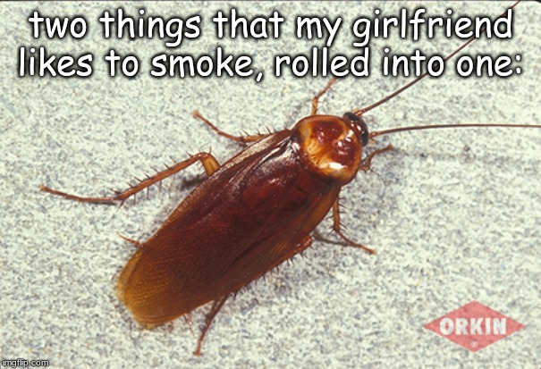 two things that my girlfriend likes to smoke, rolled into one: | image tagged in insects,memes | made w/ Imgflip meme maker