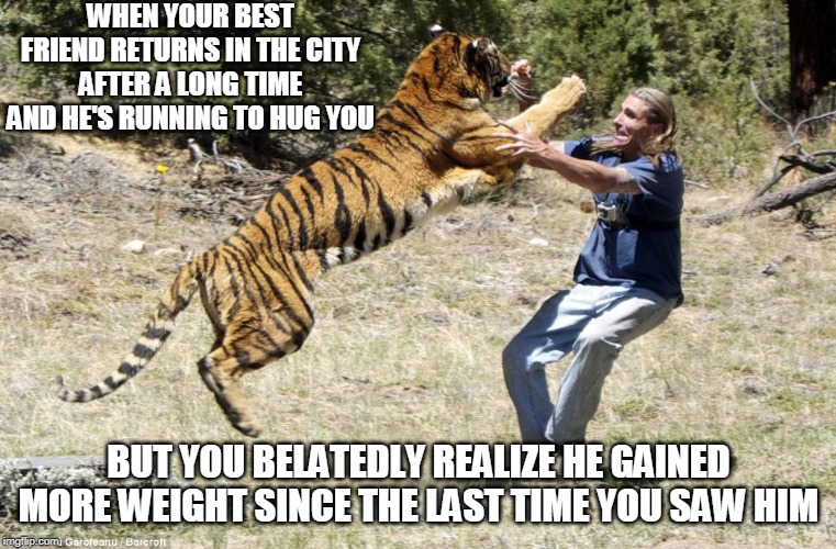 A very complex moment (Tiger Week 3, July 27 - August 2 2019) | WHEN YOUR BEST FRIEND RETURNS IN THE CITY AFTER A LONG TIME AND HE'S RUNNING TO HUG YOU; BUT YOU BELATEDLY REALIZE HE GAINED MORE WEIGHT SINCE THE LAST TIME YOU SAW HIM | image tagged in peta tiger,tiger,tiger week 3,fun,best friend | made w/ Imgflip meme maker