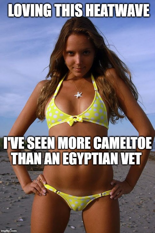LOVING THIS HEATWAVE; I'VE SEEN MORE CAMELTOE THAN AN EGYPTIAN VET | image tagged in heatwave,camel toe | made w/ Imgflip meme maker