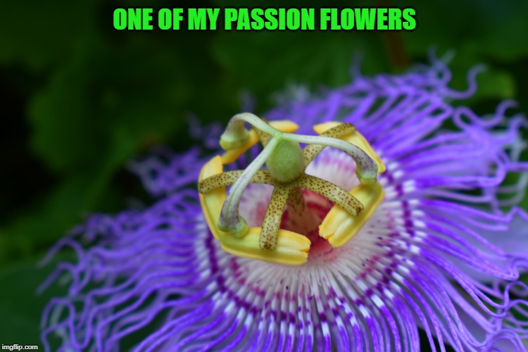 ONE OF MY PASSION FLOWERS | made w/ Imgflip meme maker
