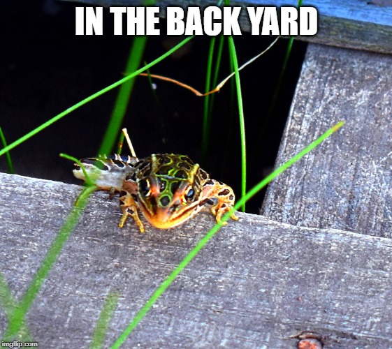 IN THE BACK YARD | made w/ Imgflip meme maker