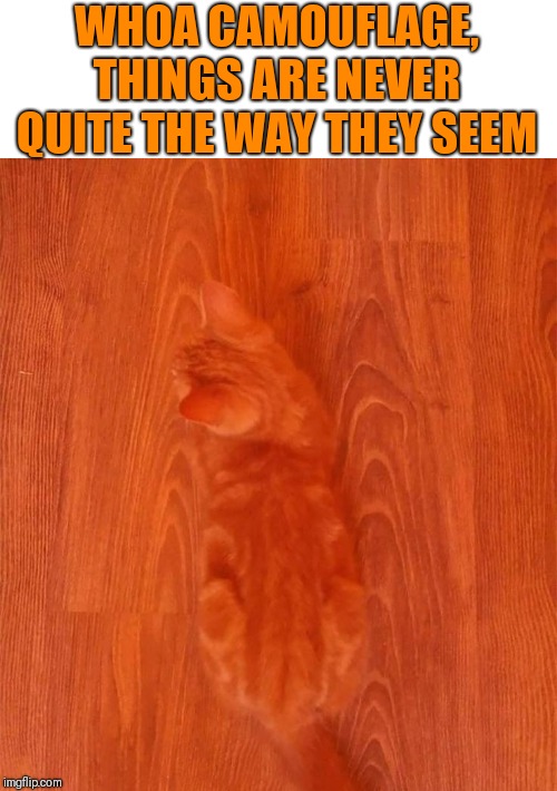WHOA CAMOUFLAGE, THINGS ARE NEVER QUITE THE WAY THEY SEEM | image tagged in camouflage | made w/ Imgflip meme maker