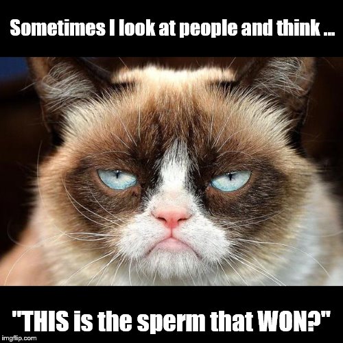 Grumpy Cat Not Amused | Sometimes I look at people and think ... "THIS is the sperm that WON?" | image tagged in memes,grumpy cat not amused,grumpy cat | made w/ Imgflip meme maker
