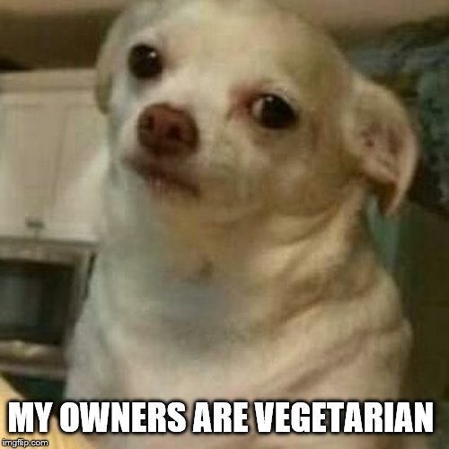 Disappointed Doggo | MY OWNERS ARE VEGETARIAN | image tagged in disappointed doggo | made w/ Imgflip meme maker