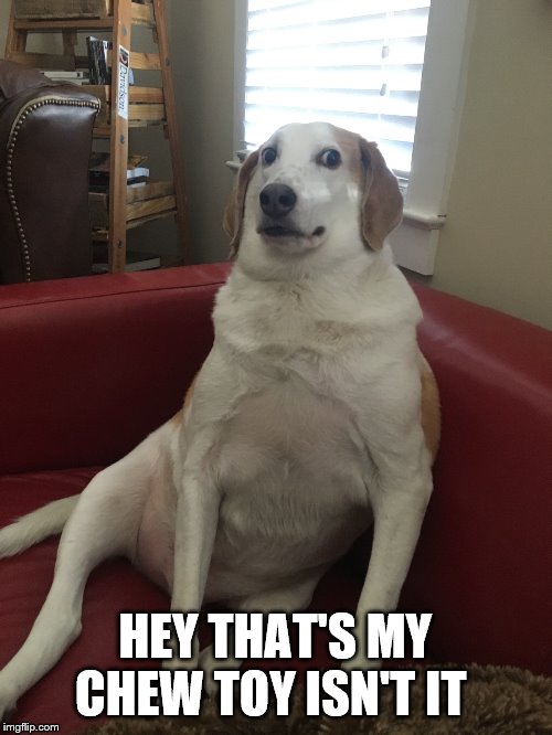 UNcomfortable Dog 2 | HEY THAT'S MY CHEW TOY ISN'T IT | image tagged in uncomfortable dog 2 | made w/ Imgflip meme maker