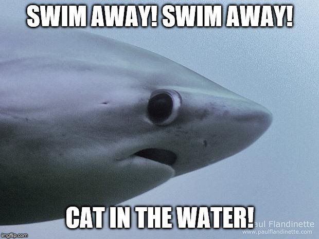 Awkward Shark | SWIM AWAY! SWIM AWAY! CAT IN THE WATER! | image tagged in awkward shark | made w/ Imgflip meme maker