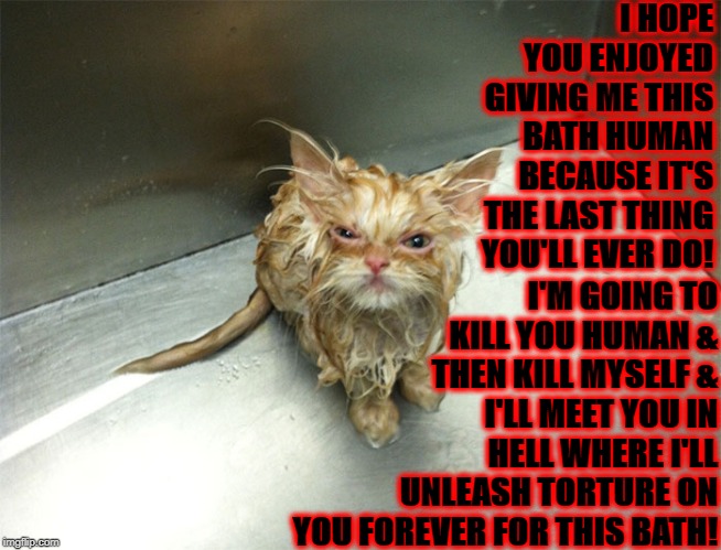 WET AND ANGRY | I HOPE YOU ENJOYED GIVING ME THIS BATH HUMAN BECAUSE IT'S THE LAST THING YOU'LL EVER DO! I'M GOING TO KILL YOU HUMAN & THEN KILL MYSELF & I'LL MEET YOU IN HELL WHERE I'LL UNLEASH TORTURE ON YOU FOREVER FOR THIS BATH! | image tagged in wet and angry | made w/ Imgflip meme maker