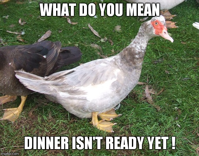Where is my dinner | WHAT DO YOU MEAN; DINNER ISN'T READY YET ! | image tagged in duck,is dinner ready,funny duck | made w/ Imgflip meme maker