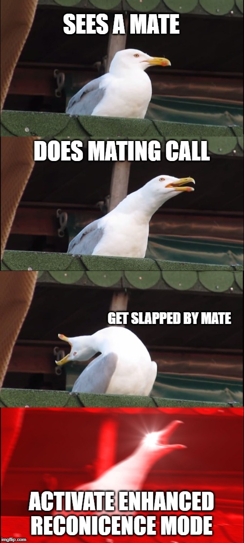 Inhaling Seagull Meme | SEES A MATE; DOES MATING CALL; GET SLAPPED BY MATE; ACTIVATE ENHANCED RECONICENCE MODE | image tagged in memes,inhaling seagull | made w/ Imgflip meme maker