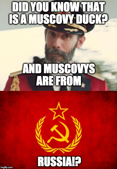 DID YOU KNOW THAT IS A MUSCOVY DUCK? AND MUSCOVYS ARE FROM RUSSIA!? | image tagged in captain obvious,in soviet russia | made w/ Imgflip meme maker