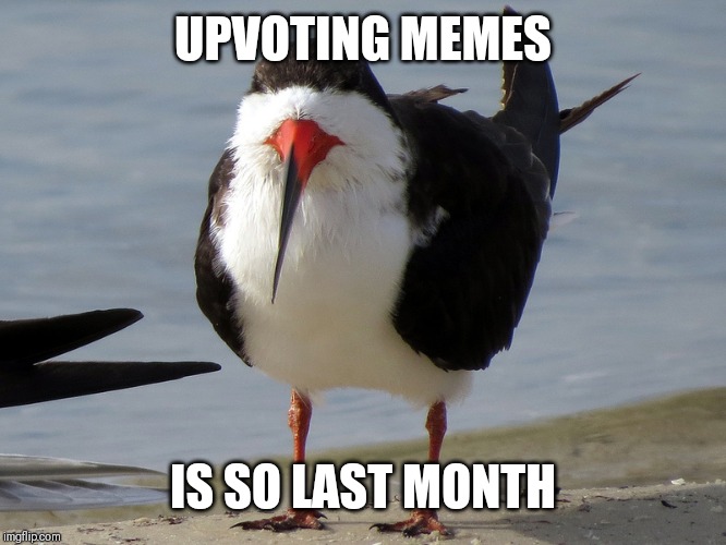 Even Less Popular Opinion Bird | UPVOTING MEMES IS SO LAST MONTH | image tagged in even less popular opinion bird | made w/ Imgflip meme maker