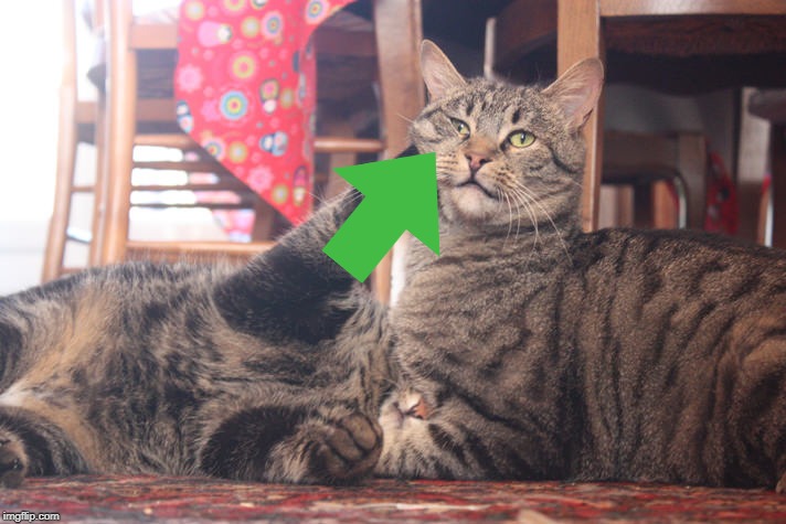 Adult cats play fighting | image tagged in adult cats play fighting | made w/ Imgflip meme maker