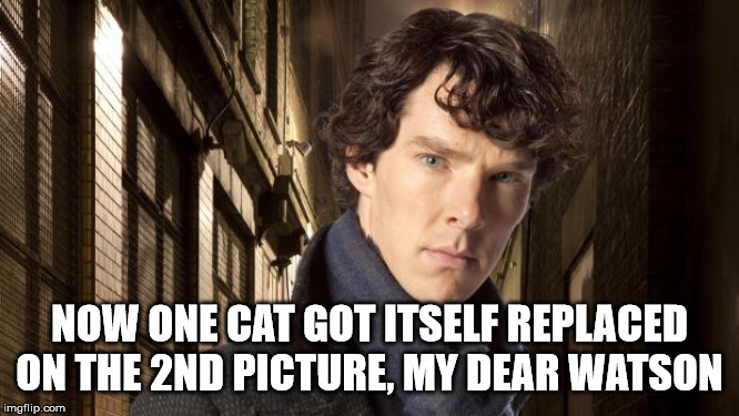 Sherlock holmes | NOW ONE CAT GOT ITSELF REPLACED ON THE 2ND PICTURE, MY DEAR WATSON | image tagged in sherlock holmes | made w/ Imgflip meme maker