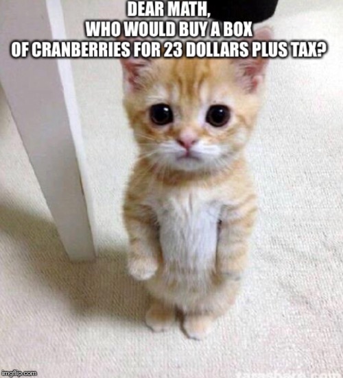 Math cat | image tagged in cute cat | made w/ Imgflip meme maker