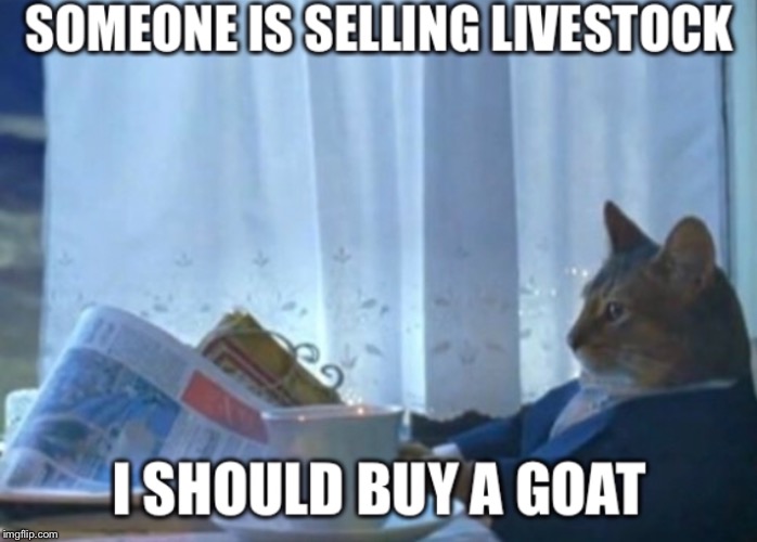 Goat cat | image tagged in i should buy a boat cat | made w/ Imgflip meme maker